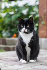 The black-and-white cat is sitting on the pavement with a thoughtful look.