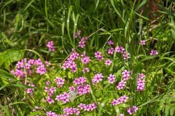 緑の草むらの中から日光を反射し、存在感を示すピンクの花