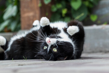 A gorgeous black and white cat is lying on its back outside.