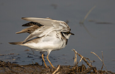 Little Ringed Plover looking for food in the water.