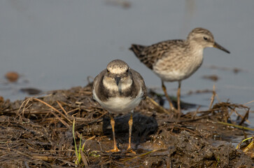 Little Ringed Plover looking for food in the water.