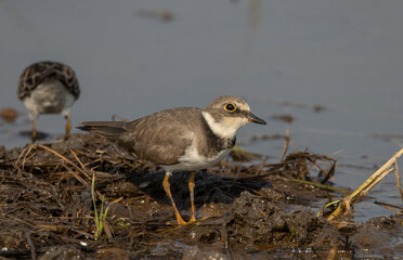 Little Ringed Plover looking for food in the water.