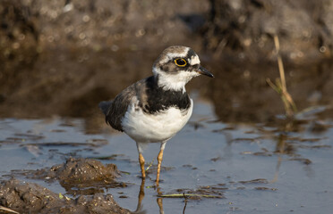 Little Ringed Plover looking for food in the water.