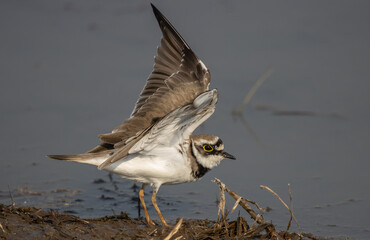 Little Ringed Plover looking for food in the water.