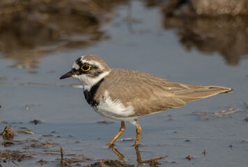 Little Ringed Plover looking for food in the water.