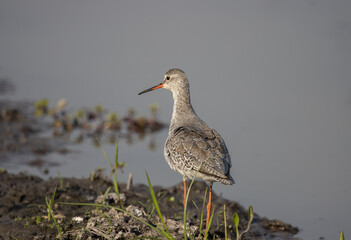 common redshank looking for food in the water.