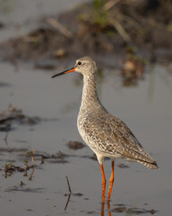 common redshank looking for food in the water.