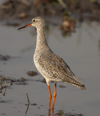 common redshank looking for food in the water.