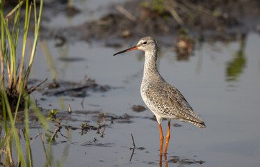 common redshank looking for food in the water.