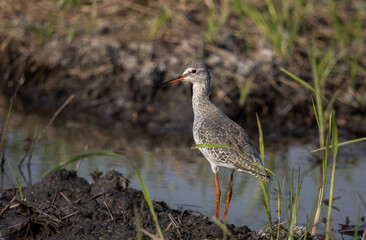 common redshank looking for food in the water.