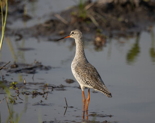 common redshank looking for food in the water.