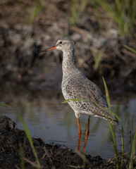 common redshank looking for food in the water.
