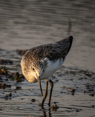 Marsh Sandpiper looking for food in the water.