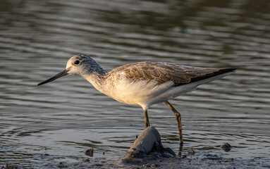 Marsh Sandpiper looking for food in the water.
