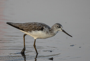 Marsh Sandpiper looking for food in the water.