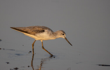 Marsh Sandpiper looking for food in the water.