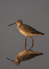 Common redshank looking for food in the water.