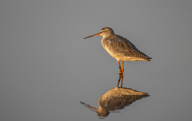 Common redshank looking for food in the water.