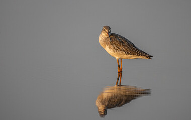 Common redshank looking for food in the water.