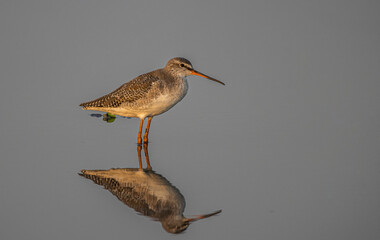 Common redshank looking for food in the water.