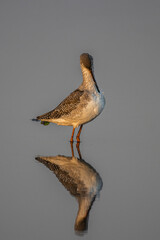 Common redshank looking for food in the water.