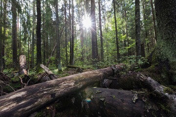 A beautiful forest landscape with a view of fallen trees and the sun breaking through the branches.