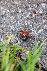 red alpine spider on road in Gental