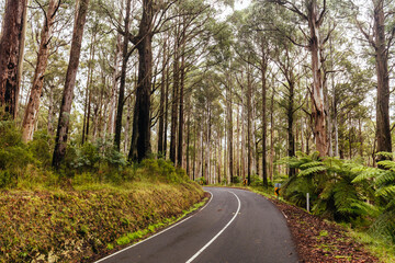 Fototapeta na wymiar Woods Point Rd Drive in Victoria Australia
