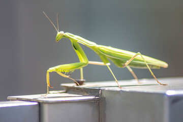 Common praying mantis. Green mantis