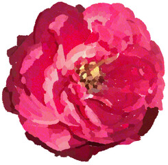 Realistic illustration of flower. Depiction of pink plant. Decoration for cards, invitations. Floral. - 528489862