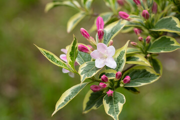 Abundant pink flowers of Weigela florida in mid May