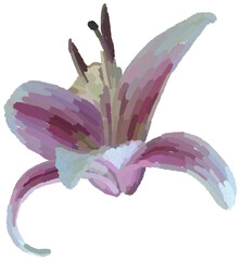 Realistic illustration of flower. Depiction of pink plant. Decoration for cards, invitations. Floral. Lily. - 528490482