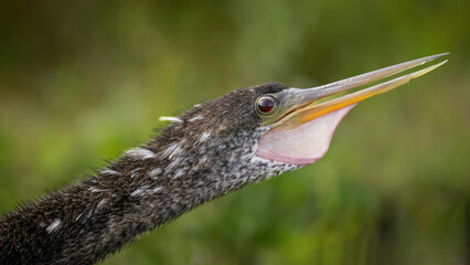 Anhinga Croaking