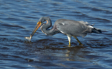 Tri-colored Heron