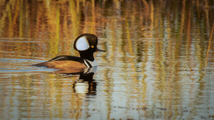Hooded Merganser