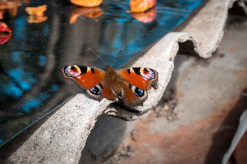 a butterfly sits on the roof in the sun in the day