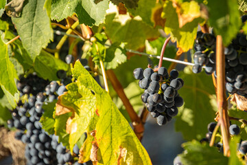 grappe de raisins noirs en gros plan