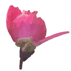 Realistic illustration of flower. Depiction of pink plant. Decoration for cards, invitations. Floral. - 528490860