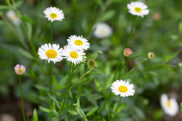 Fototapeta premium Matricaria recutita is a plant widely used for medicinal and cosmetic purposes. selective focus