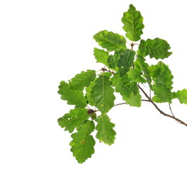 Oak leaves on branch, green foliage isolated on white  