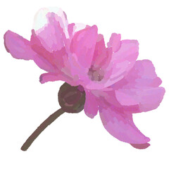 Realistic illustration of flower. Depiction of pink plant. Decoration for cards, invitations. Floral. - 528491436