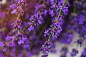 Close up of lavender flowers studio shot