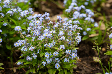 Beautiful veronica chamadris - blue flowers in spring. Floral background. Veronica Alpine Veronica fruticans . Wild flower veronica oak.