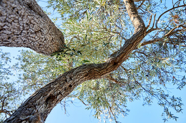 old olive tree in Montenegro