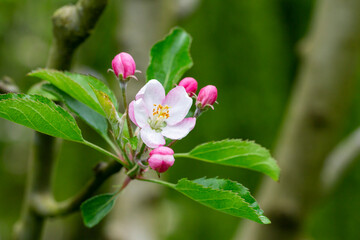 tree - apple trees blossomed, close-up of white and pink flowers of a fruit tree on a branch on a blurred background