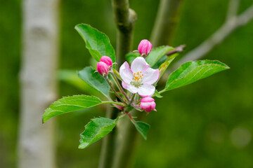 tree - apple trees blossomed, close-up of white and pink flowers of a fruit tree on a branch on a blurred background
