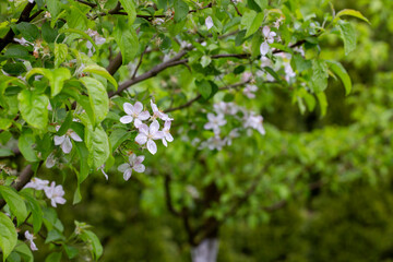 tree - apple trees blossomed, close-up of white and pink flowers of a fruit tree on a branch on a blurred background