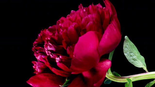 Red Peony Open Flower in Time Lapse on a Black Background. Vedding Concept. Side View