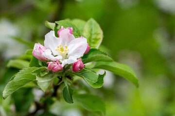 tree - apple trees blossomed, close-up of white and pink flowers of a fruit tree on a branch on a blurred background