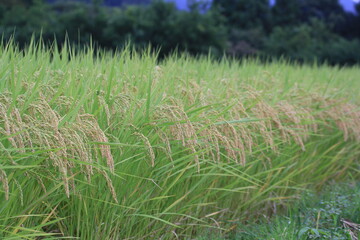 日本の米造り、田舎の風景